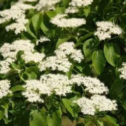 Cornus Controversa -KANG Plants Shop pl2000026320 card3 lg