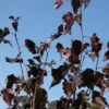 Betula 'Royal Frost' -KANG Plants Shop pl2000026422