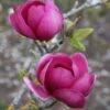 Magnolia Black Tulip ('Jurmag1') (PBR) -KANG Plants Shop pl2000027193