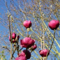 Magnolia Black Tulip ('Jurmag1') (PBR) -KANG Plants Shop pl2000027193 card2 lg