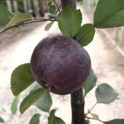 Malus 'Roberts Crab' 7 Malus 'Roberts Crab' -KANG Plants Shop pl2000027194 card2 lg