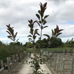 Malus 'Roberts Crab' 8 Malus 'Roberts Crab' -KANG Plants Shop pl2000027194 card3 lg