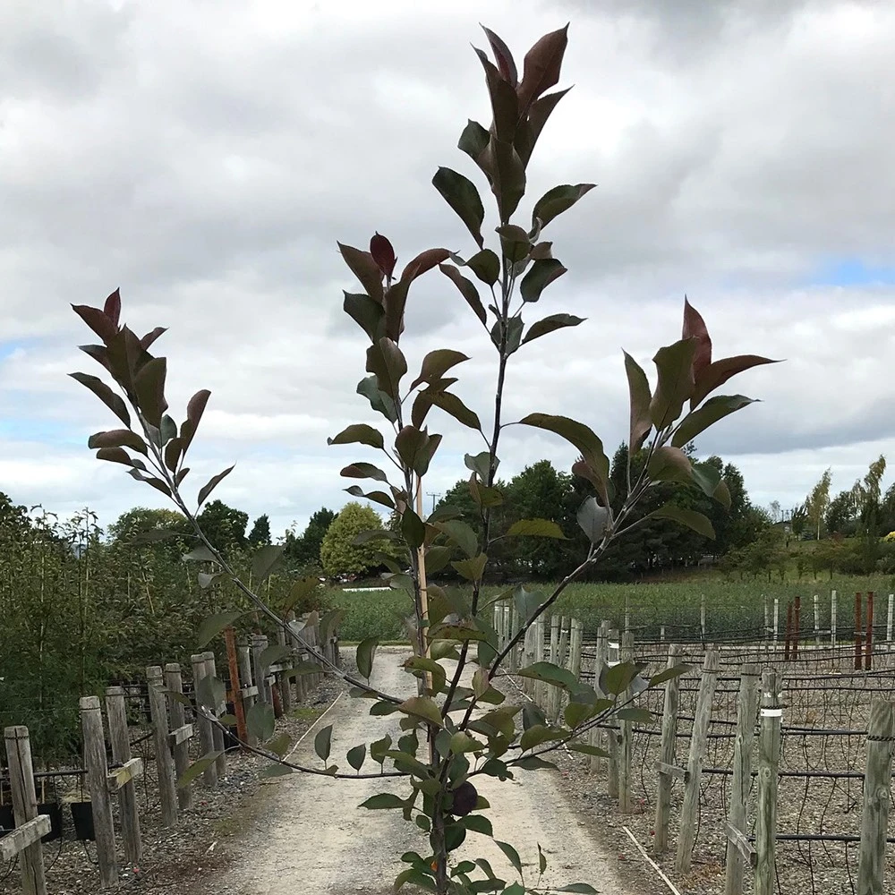 Malus 'Roberts Crab' 5 Malus 'Roberts Crab' - Image 3