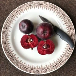 Malus 'Roberts Crab' 9 Malus 'Roberts Crab' -KANG Plants Shop pl2000027194 card4 lg