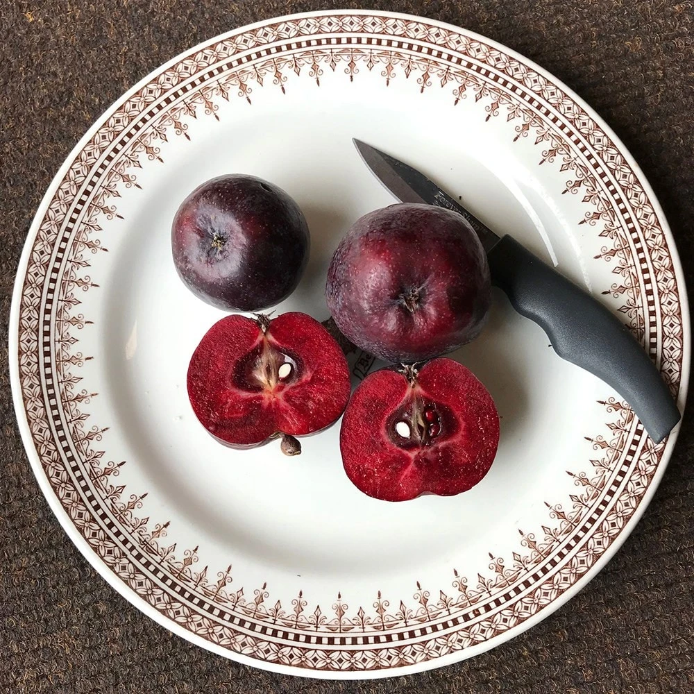 Malus 'Roberts Crab' 6 Malus 'Roberts Crab' - Image 4