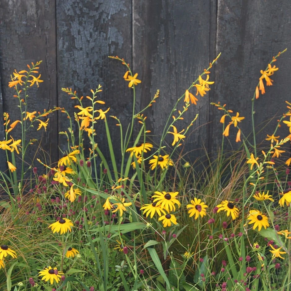 Golden Prairie Plant Combination 3 Golden Prairie Plant Combination