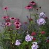 Plants For Pollinators Plant Combination -KANG Plants Shop pl2000027588