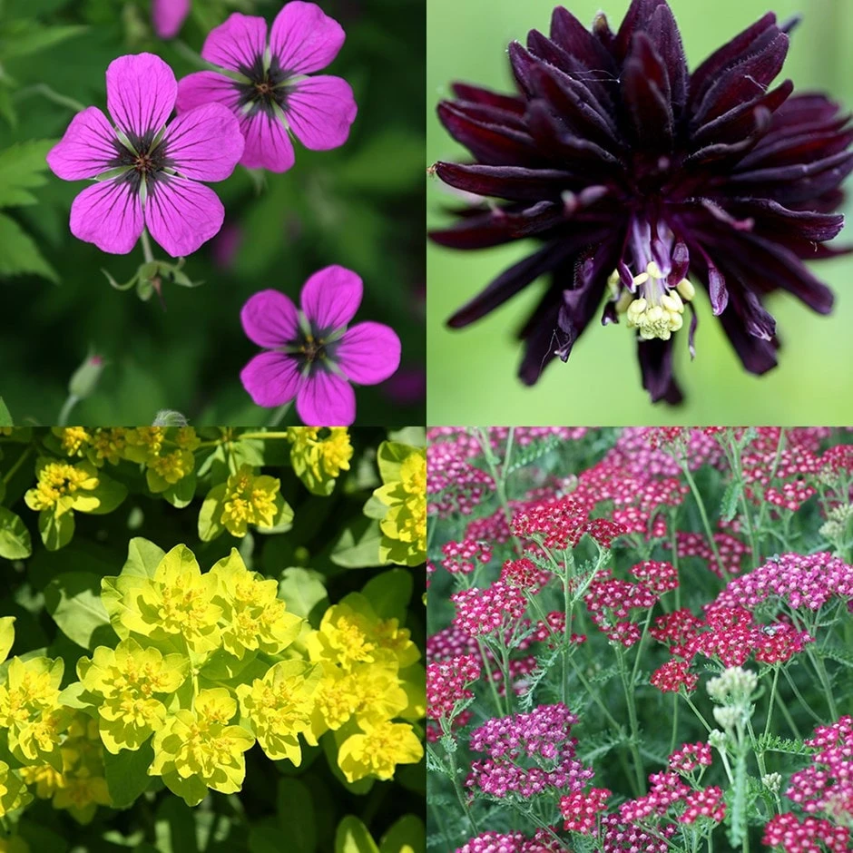 Low Maintenance Plant Combination (summer) 3 Low Maintenance Plant Combination (summer)