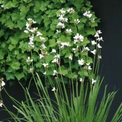 Libertia Chilensis -KANG Plants Shop pl2000028243 card2 lg