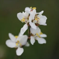 Libertia Chilensis -KANG Plants Shop pl2000028243 card4 lg