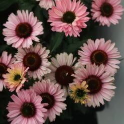 Echinacea SunSeekers Salmon ('IFECSSSAL') (PBR) (SunSeekers Series) -KANG Plants Shop pl2000033448 card3 lg