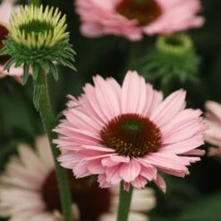 Echinacea SunSeekers Salmon ('IFECSSSAL') (PBR) (SunSeekers Series) -KANG Plants Shop pl2000033448 card4 lg