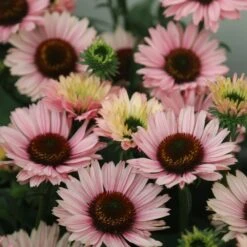 Echinacea SunSeekers Salmon ('IFECSSSAL') (PBR) (SunSeekers Series) -KANG Plants Shop pl2000033448 card5 lg