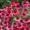 Echinacea Delicious Candy ('Noortdeli') (PBR) 1 Echinacea Delicious Candy ('Noortdeli') (PBR) -KANG Plants Shop pl2000033449