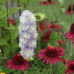 Echinacea Delicious Candy ('Noortdeli') (PBR) -KANG Plants Shop pl2000033449 card2 lg