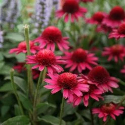 Echinacea Delicious Candy ('Noortdeli') (PBR) -KANG Plants Shop pl2000033449 card3 lg