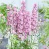Delphinium Flamenco ('Coadelfla') (PBR) (Highlander Series) -KANG Plants Shop pl2000034317