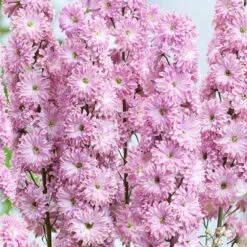 Delphinium Flamenco ('Coadelfla') (PBR) (Highlander Series) -KANG Plants Shop pl2000034317 card2 lg