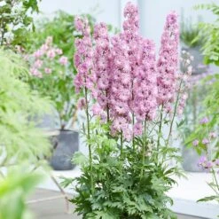 Delphinium Flamenco ('Coadelfla') (PBR) (Highlander Series) -KANG Plants Shop pl2000034317 card3 lg