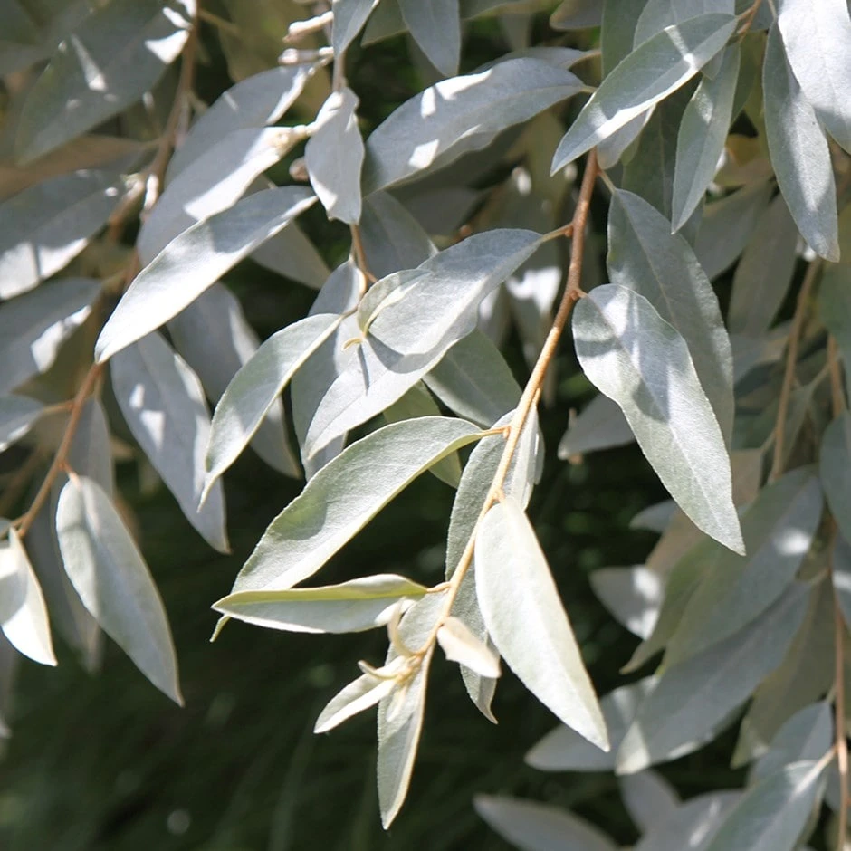 Elaeagnus 'Quicksilver' 3 Elaeagnus 'Quicksilver'
