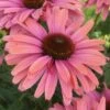 Echinacea SunSeekers Rainbow ('IFECSSRA') (PBR) (SunSeekers Series) -KANG Plants Shop pl2000036167