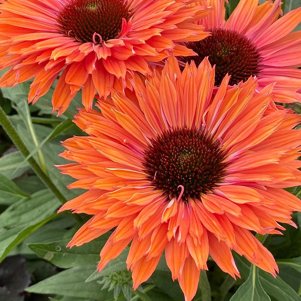 Echinacea SunSeekers Rainbow ('IFECSSRA') (PBR) (SunSeekers Series) 7 Echinacea SunSeekers Rainbow ('IFECSSRA') (PBR) (SunSeekers Series) - Image 5