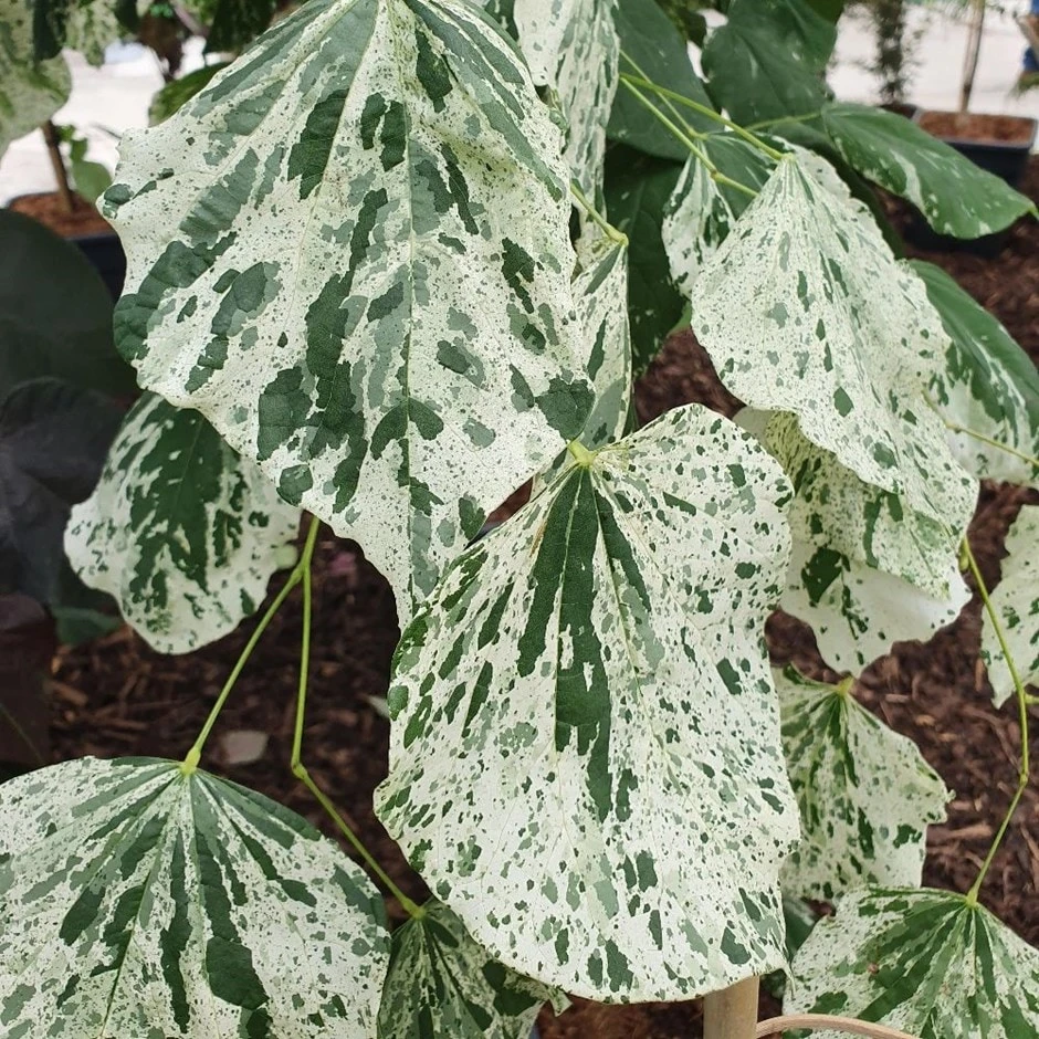 Cercis Canadensis 'Alley Cat' 3 Cercis Canadensis 'Alley Cat'