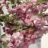 Prunus 'Little Pink Perfection' -KANG Plants Shop pl2000036883