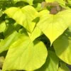 Catalpa Bignonioides 'Aurea' -KANG Plants Shop pl2000036884