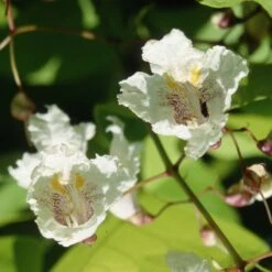 Catalpa Bignonioides 'Aurea' -KANG Plants Shop pl2000036884 card2 lg