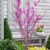 Cercis Chinensis 'Avondale' -KANG Plants Shop pl2000036885