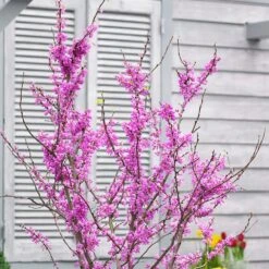 Cercis Chinensis 'Avondale' -KANG Plants Shop pl2000036885 card3 lg