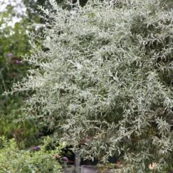 Pyrus Salicifolia 'Pendula' -KANG Plants Shop pl2000036892 card2 lg