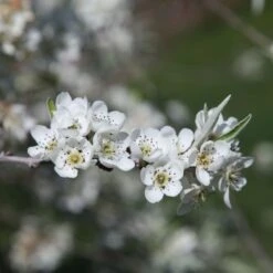 Pyrus Salicifolia 'Pendula' -KANG Plants Shop pl2000036892 card3 lg