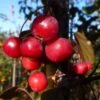 Malus Toringo 'Scarlett' -KANG Plants Shop pl2000037200