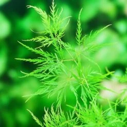 Acer Palmatum 'Dissectum' 11 Acer Palmatum 'Dissectum' -KANG Plants Shop pl2000037215 card5 lg