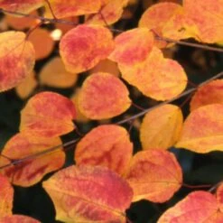 Cercidiphyllum Japonicum 8 Cercidiphyllum Japonicum -KANG Plants Shop pl2000037239 card3 lg