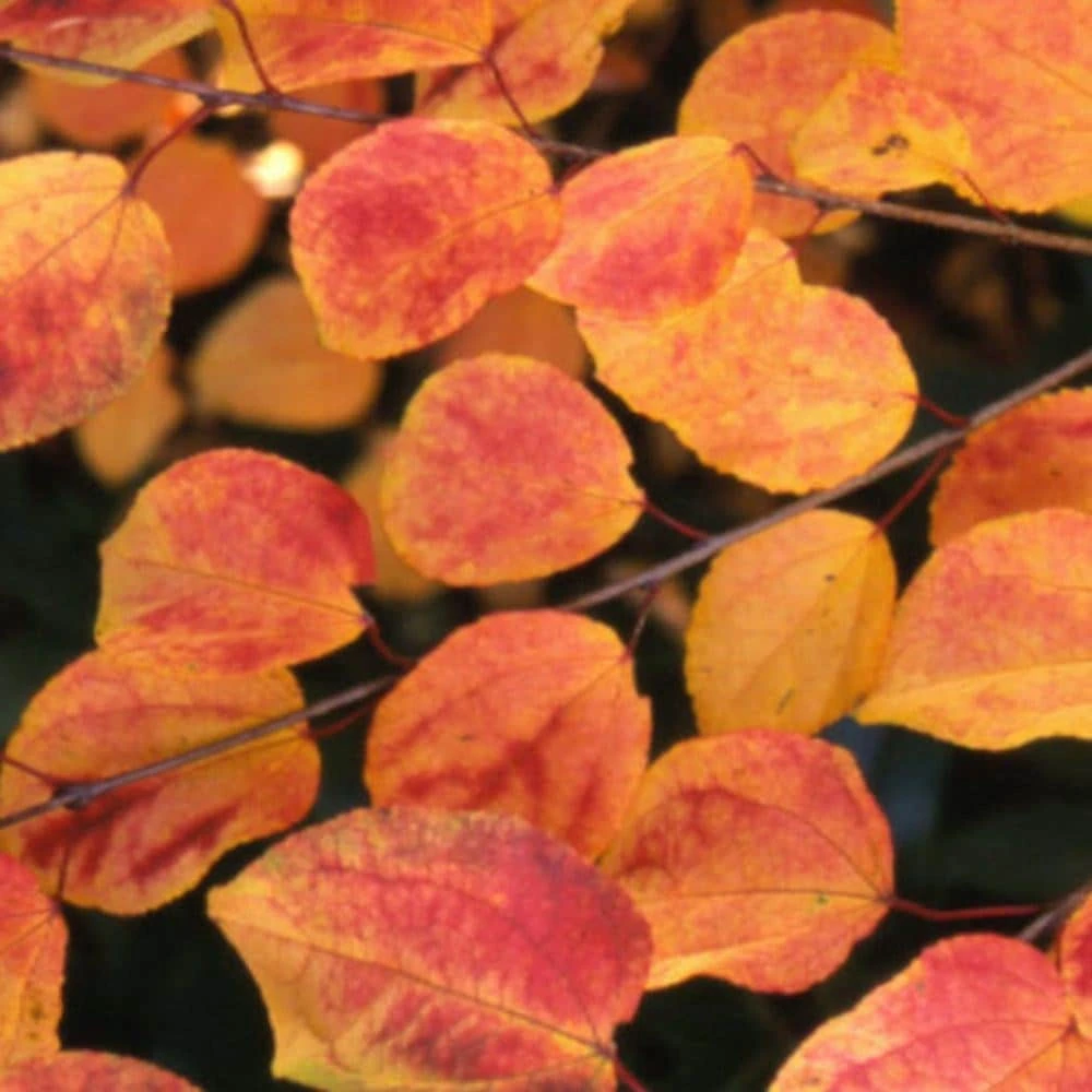 Cercidiphyllum Japonicum 5 Cercidiphyllum Japonicum - Image 3