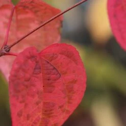 Cercidiphyllum Japonicum 9 Cercidiphyllum Japonicum -KANG Plants Shop pl2000037239 card4 lg