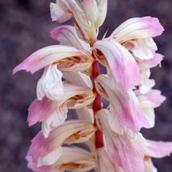 Acanthus 'Whitewater' 7 Acanthus 'Whitewater' -KANG Plants Shop pl2000037600 card3 lg