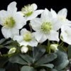 Helleborus Niger 'Christmas Carol' -KANG Plants Shop pl2000037689