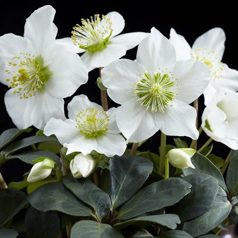 Helleborus Niger 'Christmas Carol' 3 Helleborus Niger 'Christmas Carol'