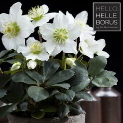 Helleborus Niger 'Christmas Carol' 6 Helleborus Niger 'Christmas Carol' -KANG Plants Shop pl2000037689 card2 lg