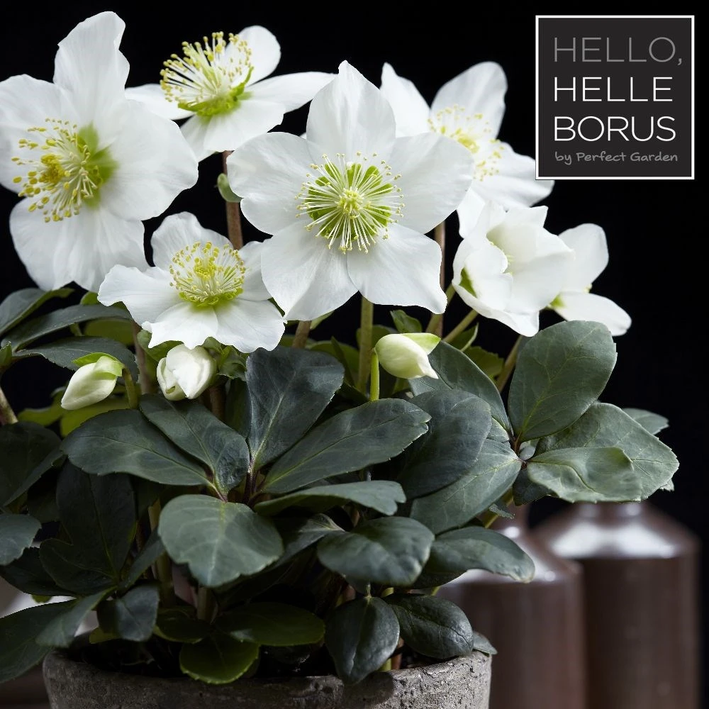 Helleborus Niger 'Christmas Carol' 4 Helleborus Niger 'Christmas Carol' - Image 2