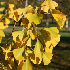 Ginkgo Biloba 7 Ginkgo Biloba -KANG Plants Shop pl2000037713 card3 lg