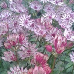 Astrantia Major 'Sparkling Stars Pink' (Sparkling Stars Series) -KANG Plants Shop pl2000038262 card2 lg