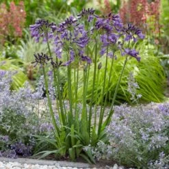 Agapanthus Poppin' Purple ('MP003') (PBR) -KANG Plants Shop pl2000038358 card3 lg