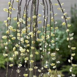 Salix Caprea 'Kilmarnock' 8 Salix Caprea 'Kilmarnock' -KANG Plants Shop pl2000038529 card3 lg