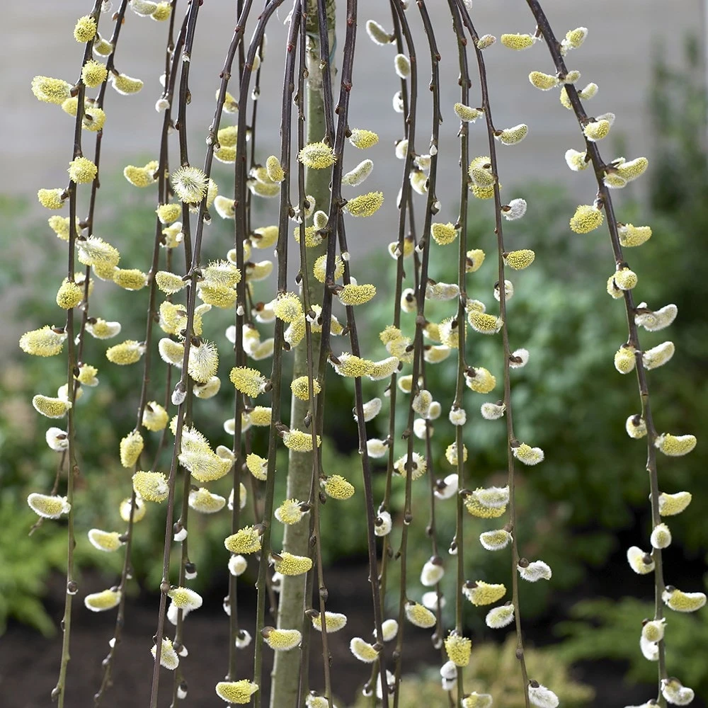 Salix Caprea 'Kilmarnock' 5 Salix Caprea 'Kilmarnock' - Image 3