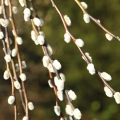 Salix Caprea 'Kilmarnock' 9 Salix Caprea 'Kilmarnock' -KANG Plants Shop pl2000038529 card4 lg